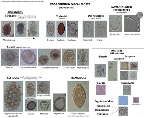  Cryptosporidium! This Tiny Parasite Hiding in Water Makes You Question Everything You Drink