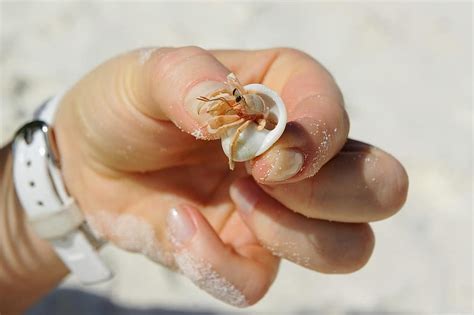   Cancer Crab: With Armored Shells and Pinchy Claws, These Crustaceans Reign Supreme Under the Waves!