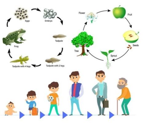  Ever wondered what kind of fascinating microscopic wonders reside within the hidden world? Explore the captivating life cycle and unique characteristics of the enigmatic _Ellipsozoa_!