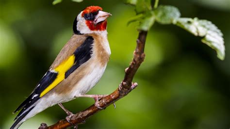  Goldfinch! A Majestic Bird Known for Its Striking Colors and Melodious Song