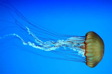  Jellyfish,  a Tiny Terror With Tentacles That Sting!