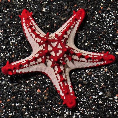  Knobby Sea Star: A Colorful Underwater Gem That Defies Gravity With Its Remarkable Tube Feet!