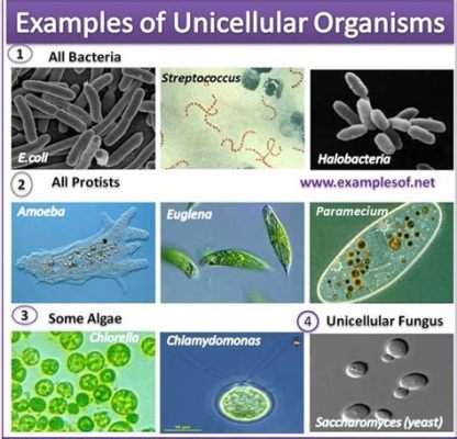  Naegleria! 이 압도적인 단세포생물은 어떻게 살아남는 걸까요?