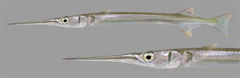  Needlefish! 꼬리지느러미에 은은한 스릴을 더하는 매력적인 생존 전략과 그 아름다움에 흠뻑 빠져보세요!