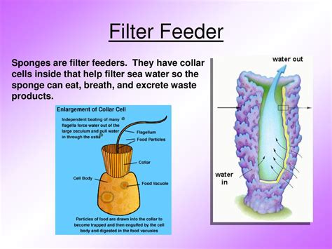  Tube Sponge: Discover this fascinating filter-feeder with its vibrant colors and intricate skeletal structure!