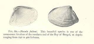   Xavieria! The Deep-Sea Bivalve That's More Mysterious Than Your Uncle's Hobby Collection!