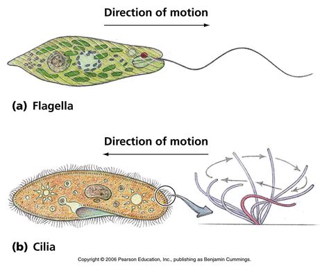  Xenosporidium:  An Unconventional Flagellate Lurking Beneath the Surface!