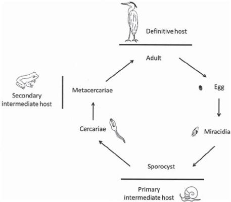  Xiphidiocercariae: A Tiny Parasite with Big Adventures - Unlocking the Secrets of Its Complex Life Cycle!