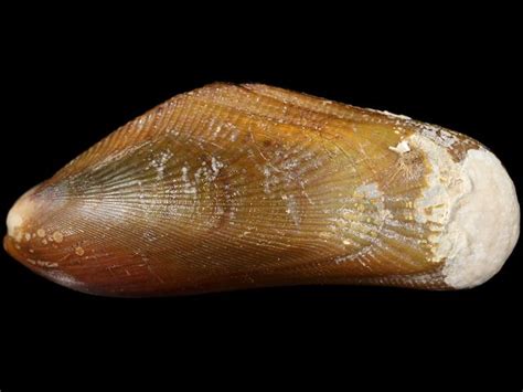  Yellow Mussel:  A Curious Bivalve That Thrives on the Seafloor While Filtering Nutrients from Ocean Currents!