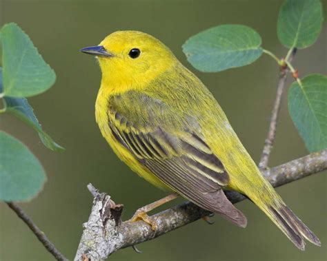  Yellow Warbler! A Songful Messenger With Feathers as Bright as Sunshine